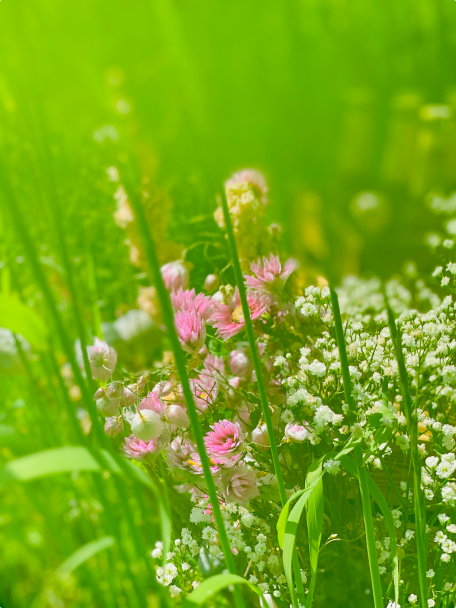 Eine Nahaufnahme von einer bunten Blumenwiese mit pinken und weißen Blüten, umgeben von grünem Gras und Pflanzen.